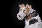 Fox terrier in front of black background