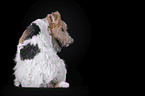 Fox terrier in front of black background