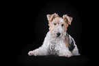 Fox terrier in front of black background