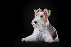 Fox terrier in front of black background