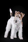 Fox terrier in front of black background