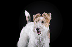 Fox terrier in front of black background