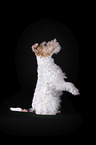 Fox terrier in front of black background