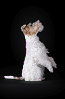 Fox terrier in front of black background