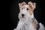 Fox terrier in front of black background