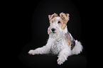 Fox terrier in front of black background