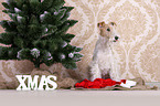 Fox terrier with christmas decoration