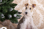 Fox terrier with christmas decoration