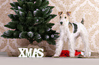 Fox terrier with christmas decoration