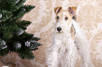 Fox terrier with christmas decoration