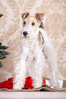 Fox terrier with christmas decoration