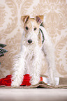 Fox terrier with christmas decoration