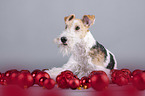 Fox terrier with christmas decoration