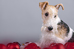 Fox terrier with christmas decoration