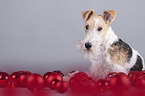 Fox terrier with christmas decoration