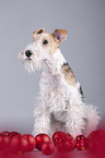 Fox terrier with christmas decoration