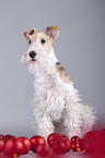 Fox terrier with christmas decoration