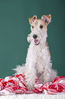 Fox terrier with christmas decoration