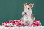 Fox terrier with christmas decoration