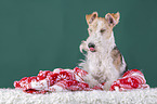 Fox terrier with christmas decoration