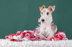 Fox terrier with christmas decoration