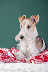 Fox terrier with christmas decoration