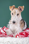 Fox terrier with christmas decoration