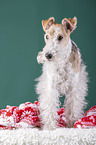 Fox terrier with christmas decoration