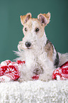 Fox terrier with christmas decoration