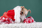 Fox terrier with christmas decoration