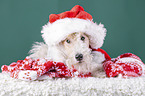 Fox terrier with christmas decoration