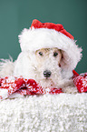 Fox terrier with christmas decoration