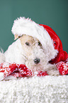 Fox terrier with christmas decoration