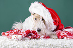 Fox terrier with christmas decoration