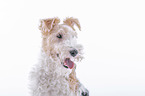 Fox terrier in front of white background