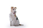 Fox terrier in front of white background