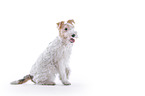 Fox terrier in front of white background