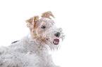 Fox terrier in front of white background