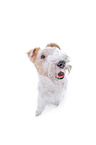 Fox terrier in front of white background