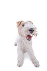 Fox terrier in front of white background