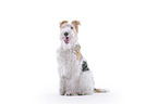 Fox terrier in front of white background