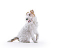 Fox terrier in front of white background