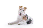 Fox terrier in front of white background