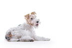 Fox terrier in front of white background