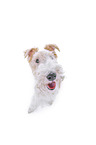 Fox terrier in front of white background