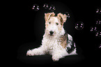 Fox terrier in front of black background