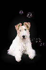 Fox terrier in front of black background