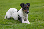 lying Foxterrier