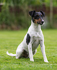 sitting Foxterrier