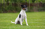 sitting Foxterrier